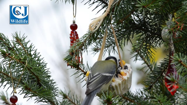 Bird Cake Mix In Use