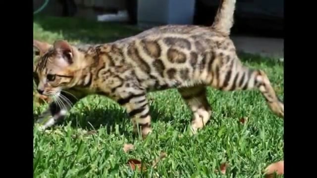 leo on Vimeo