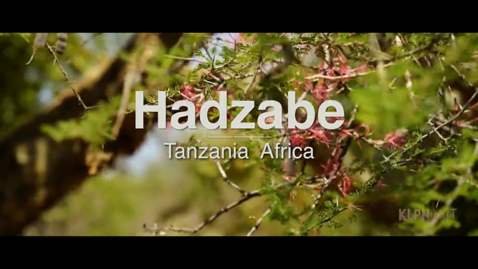 Hadzabe
