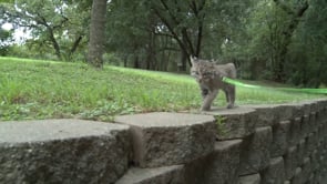 Baby Bobcat Update 3