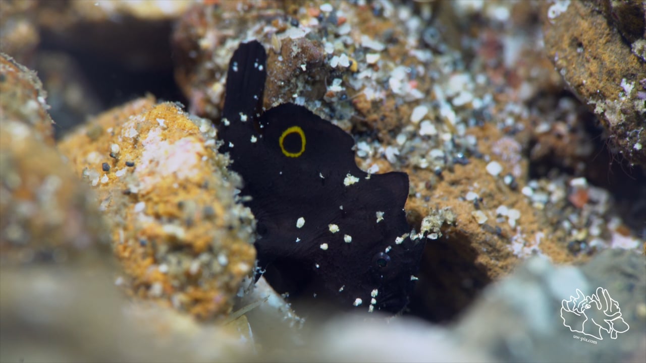 Critters of the Lembeh Strait | Episode 10 - 2016 | September Highlights
