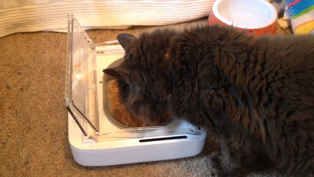 Animates microchip best sale cat door