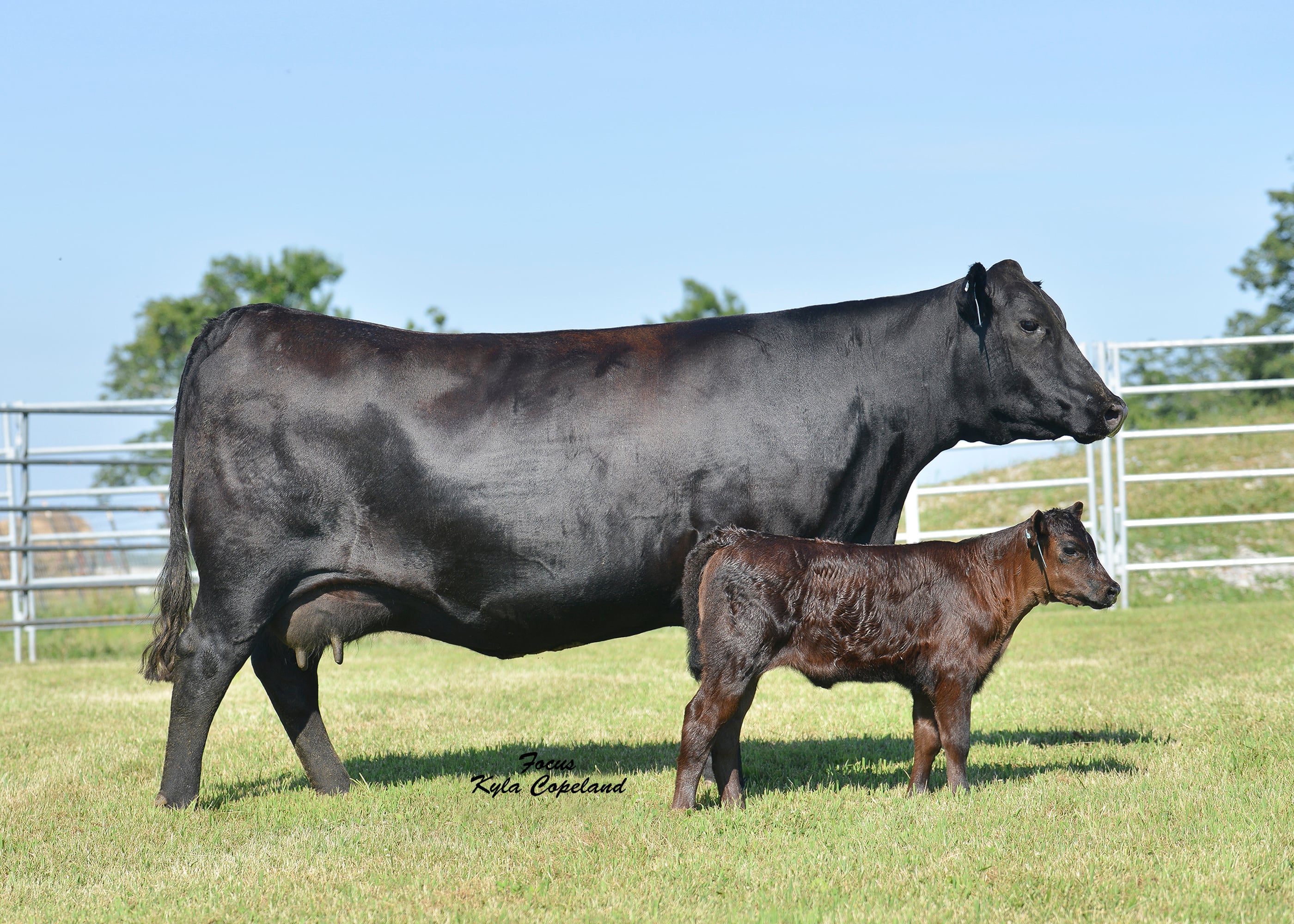 ZWT Ranch - SIEBRING Elba 234 on Vimeo