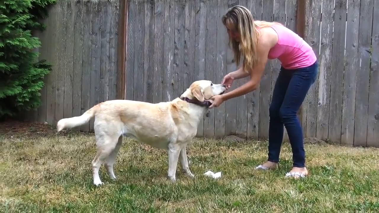 How To Teach A Dog To Come Grab Collar on Vimeo
