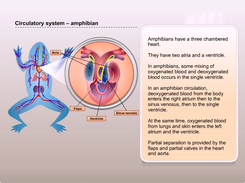 Circulatory system in amphibians on Vimeo