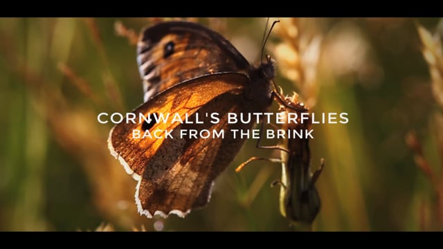 www.butterfly-conservation.org