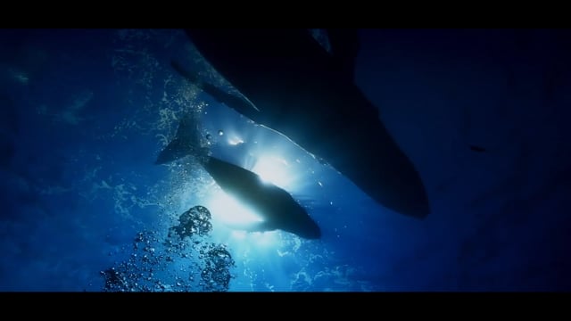 Koral Concierge 30 Second Teaser