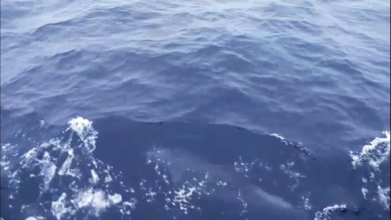 atlantic dolphins swim beside Golden Glow off the Moroccan coast