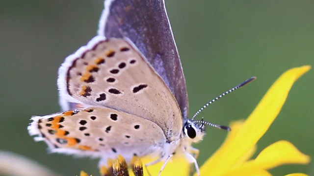 Blue Sky Science Why do butterflies stay in a cocoon