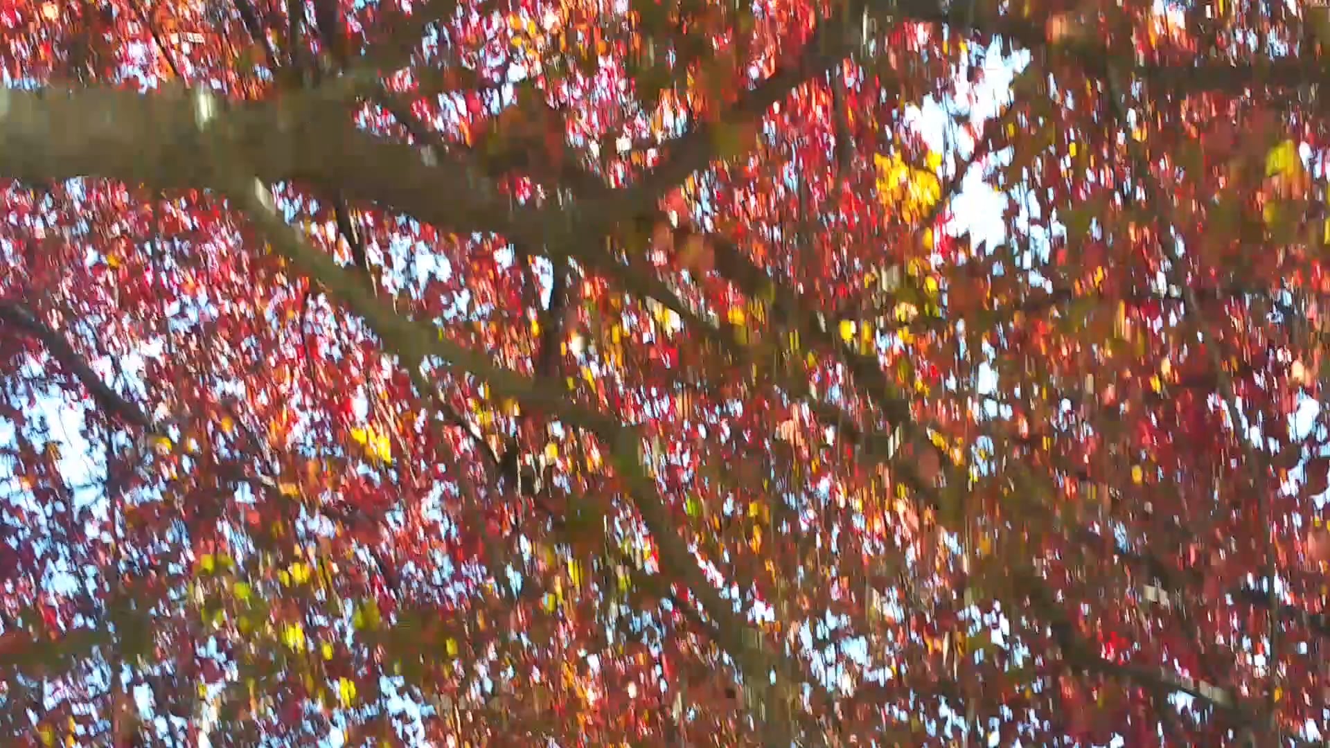 Fall on Vimeo