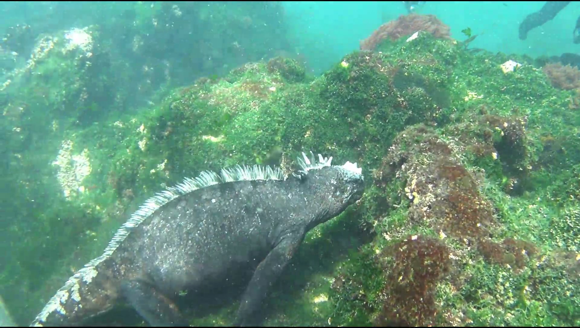 Морская игуана фото под водой