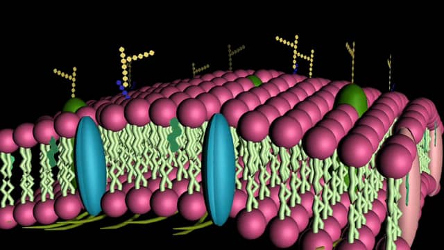 Animation 1 - Tour of the Cell on Vimeo