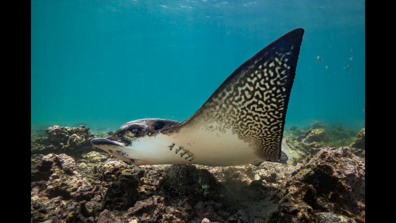 Munching eagle rays