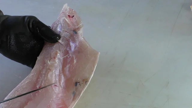 Removing Ribs From Coral Trout Fillets