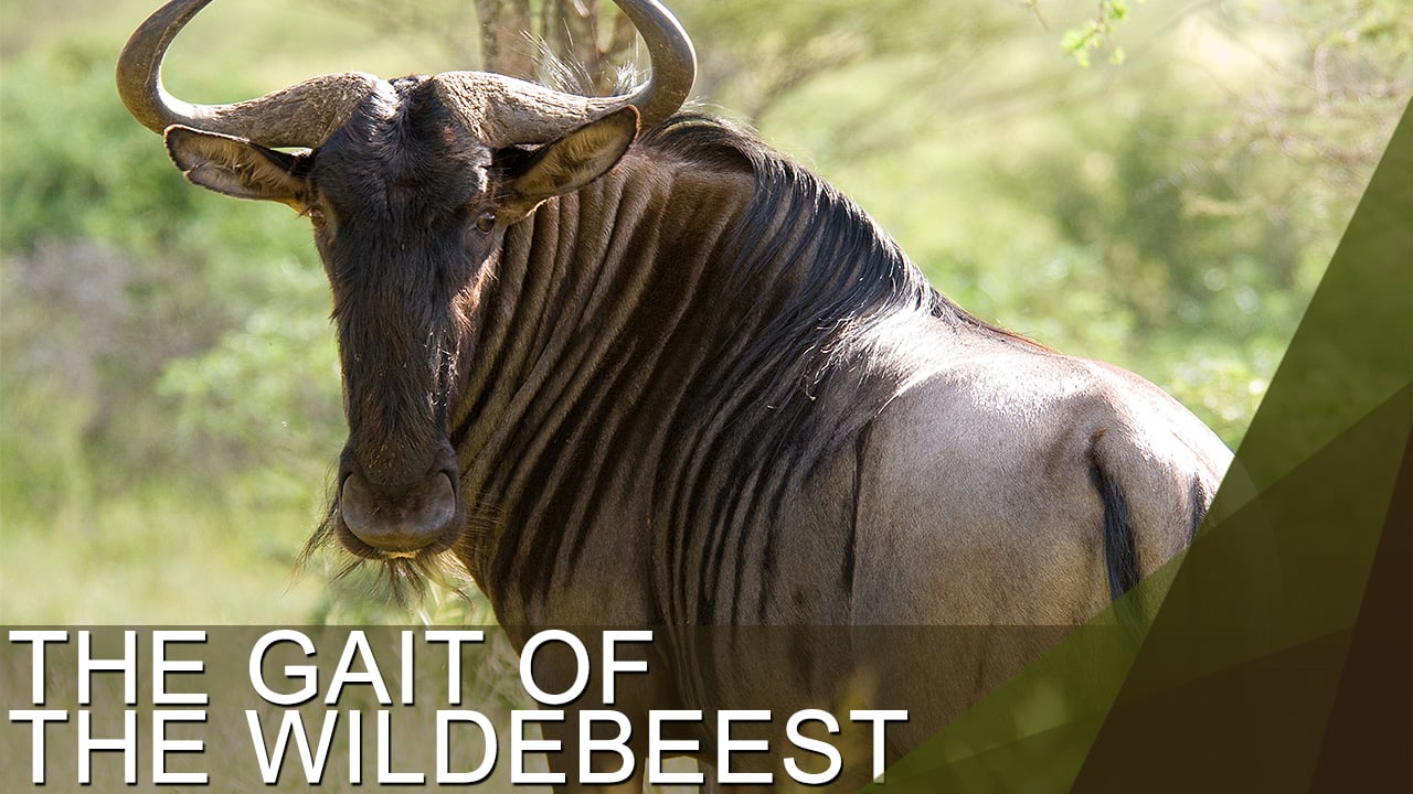WOW - 20 - The Wildebeest Gait