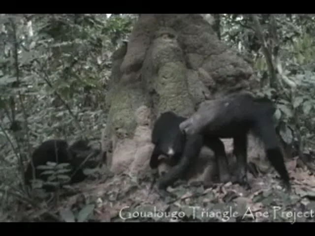 Gorilla Youngsters Seen Dismantling Poachers' Traps—A First