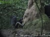 Newswise: Wild Chimpanzee Mothers Teach Young to Use Tools, Video Study Confirms