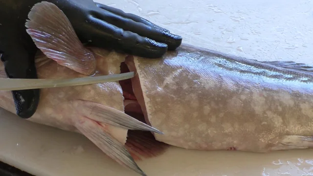 How To Fillet A Fish In Under 60 Seconds! 