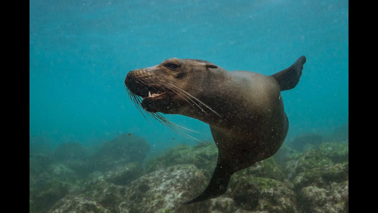 Playing Sea Lions