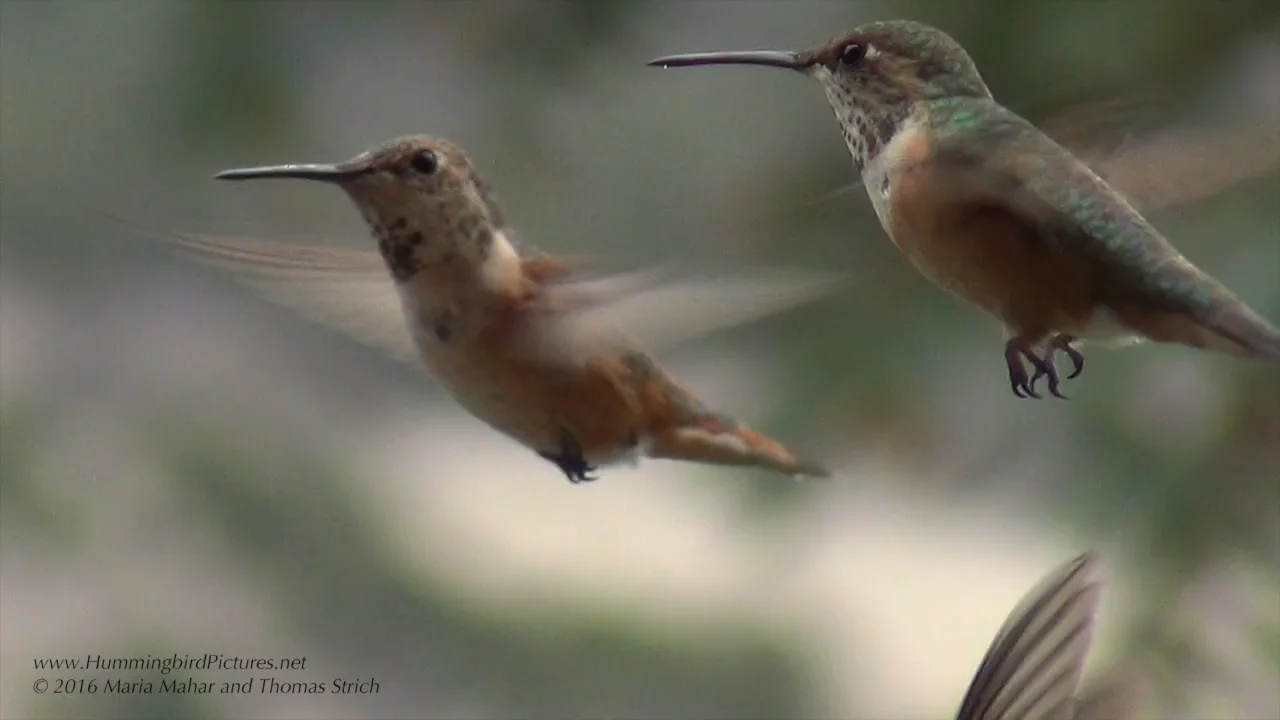Rufous Hummingbirds During Migration on Vimeo