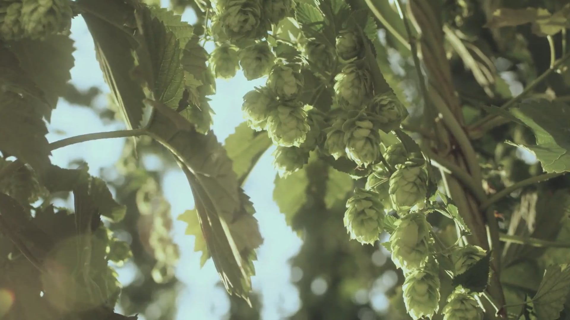 Hacker-Pschorr München