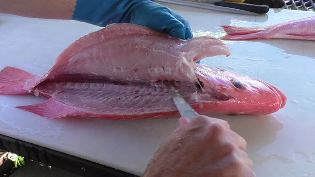 Filleting snapper shop