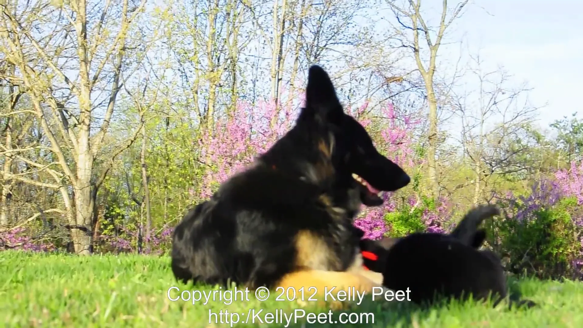 Long haired clearance bicolor german shepherd