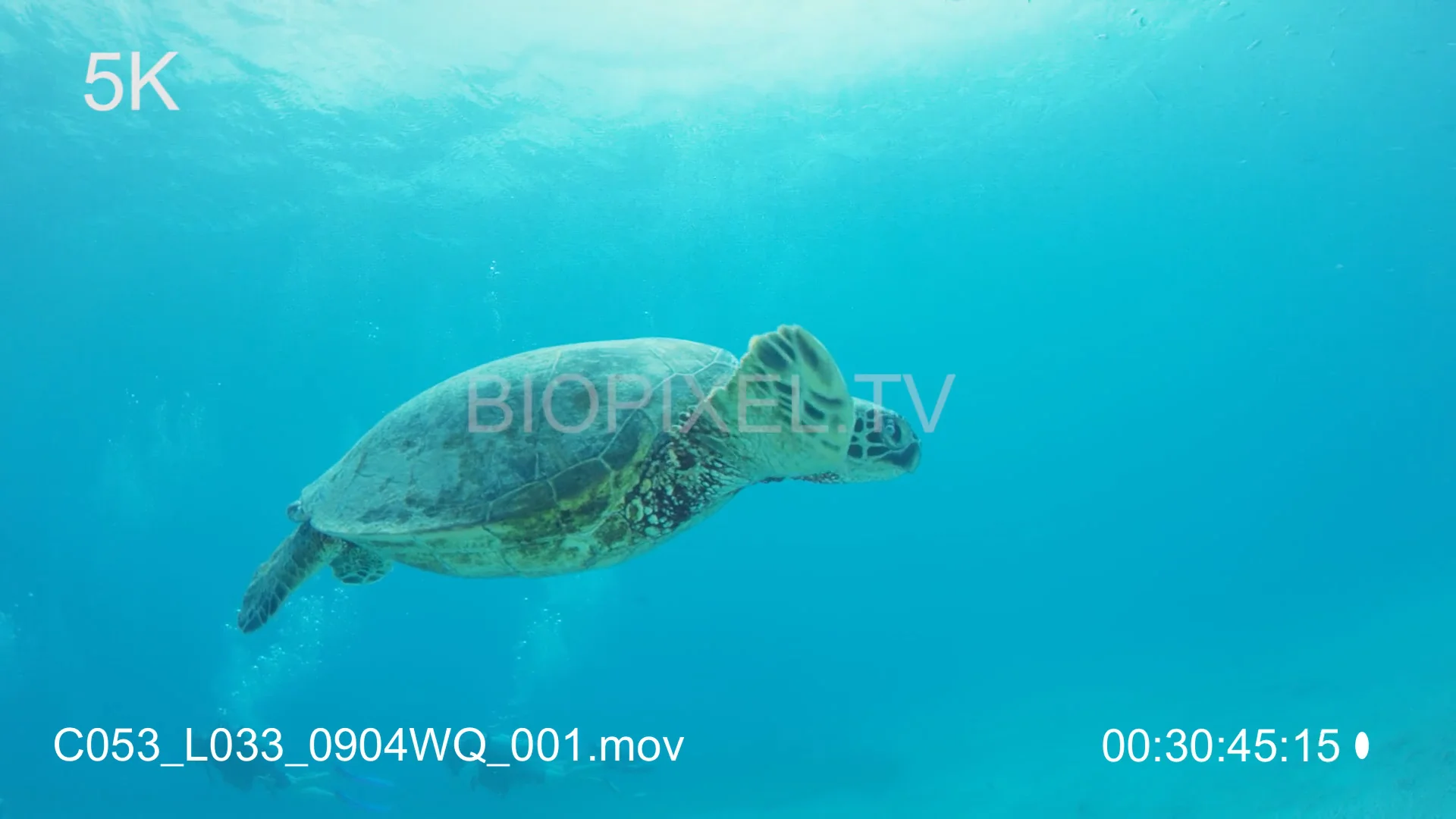 4k Green Sea Turtles Underwater Green Sea Turtles Injured Broken