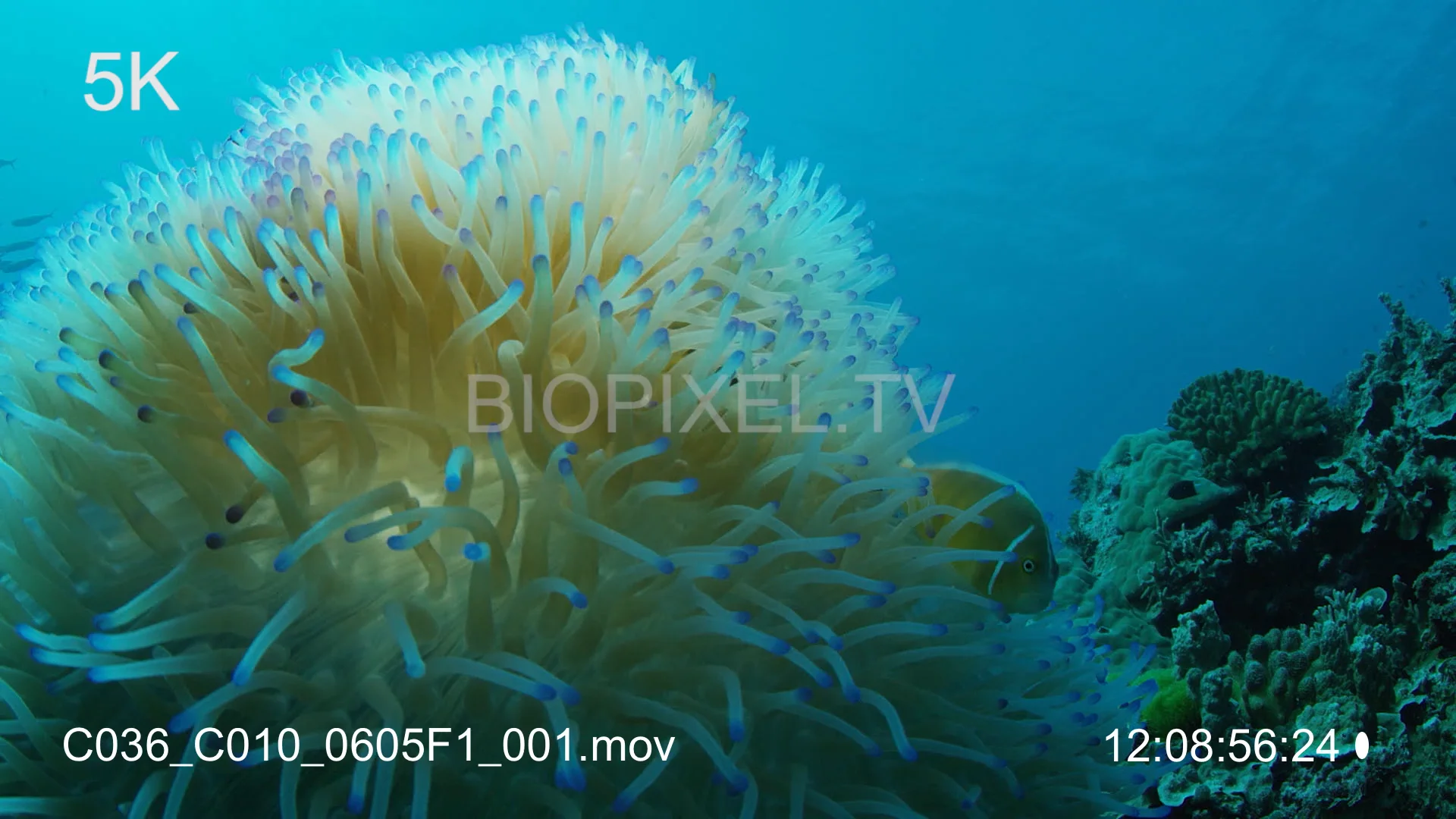 4K Climate Change - Bleached Anemone 5K 2 on Vimeo