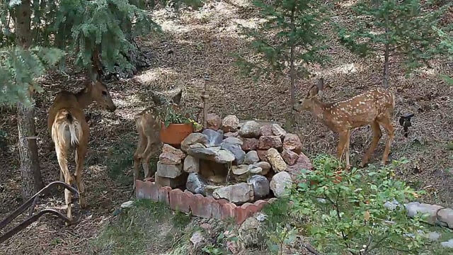 Palmer Ridge Wildlife