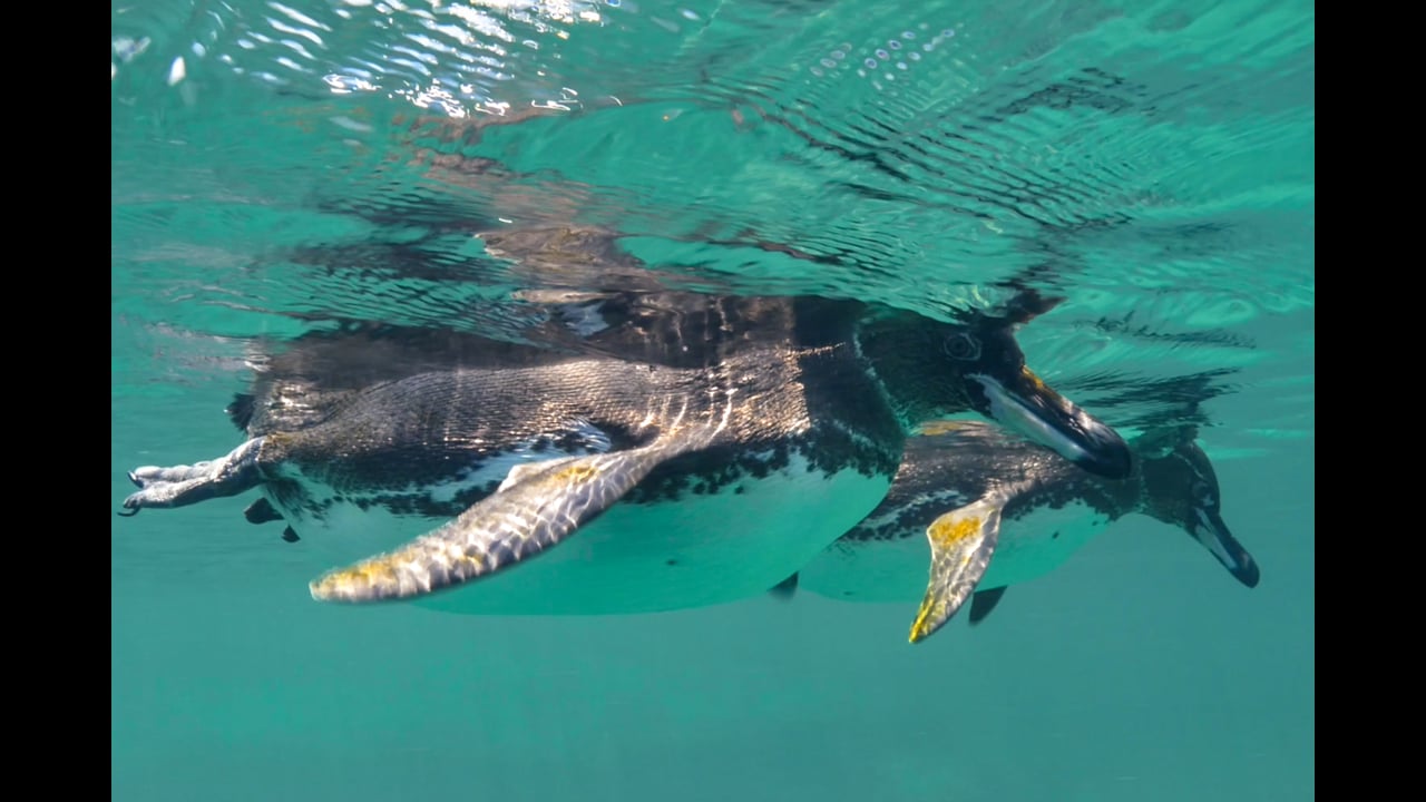 Galapagos Penguins