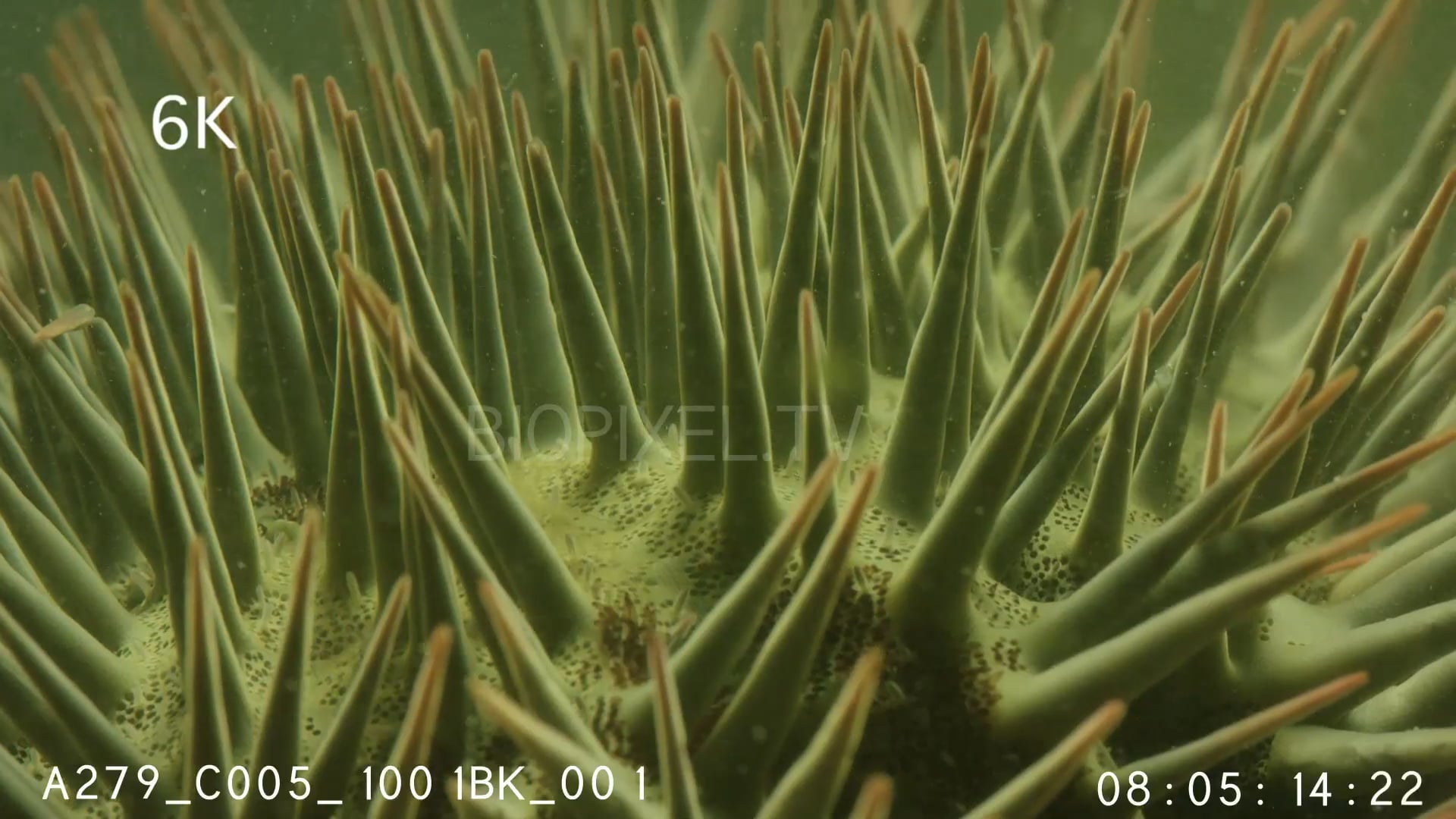 Symbiosis - Guardian crabs and crown of thorns starfish 6K 2 on Vimeo