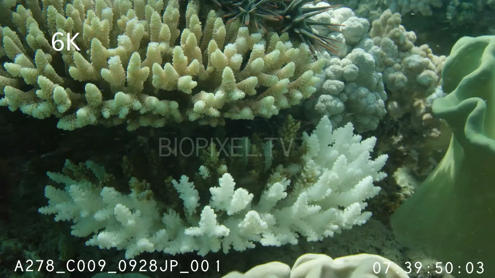 Coral Bleaching and Reef Damage - Guardian crabs and crown of thorns ...