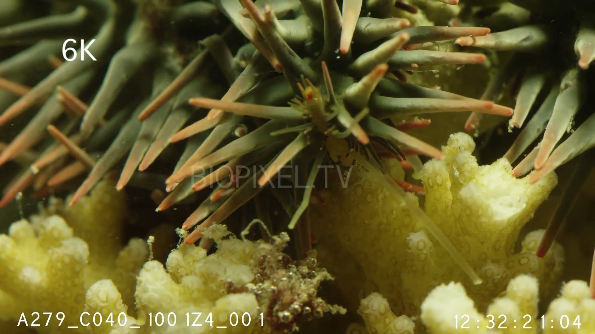 4K Bleaching & Reef Damage - Guardian crabs and crown of thorns ...