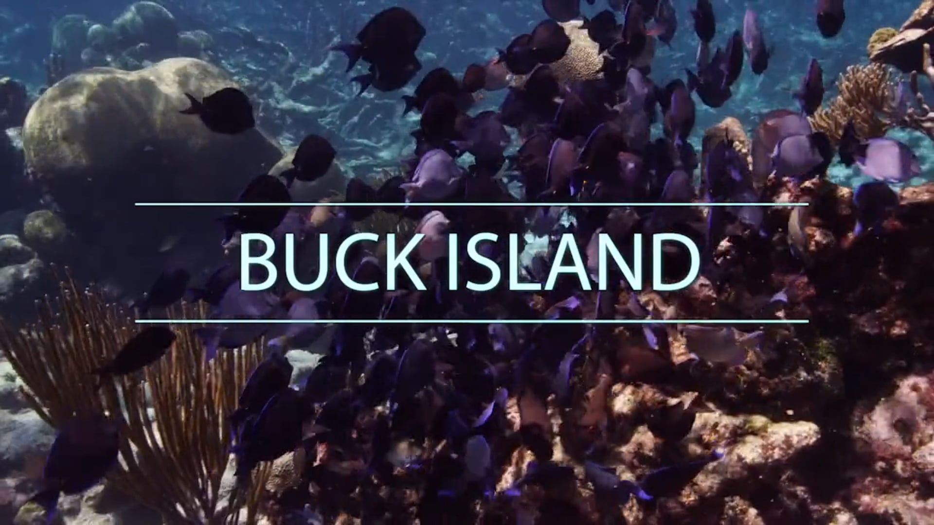 Underwater Wonders of the National Park Service - Buck Island National Monument