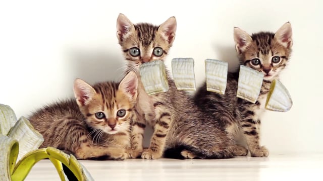 20+ kostenlose Funny Cat und Lustige Katze-Videos, HD & 4K Clips - Pixabay