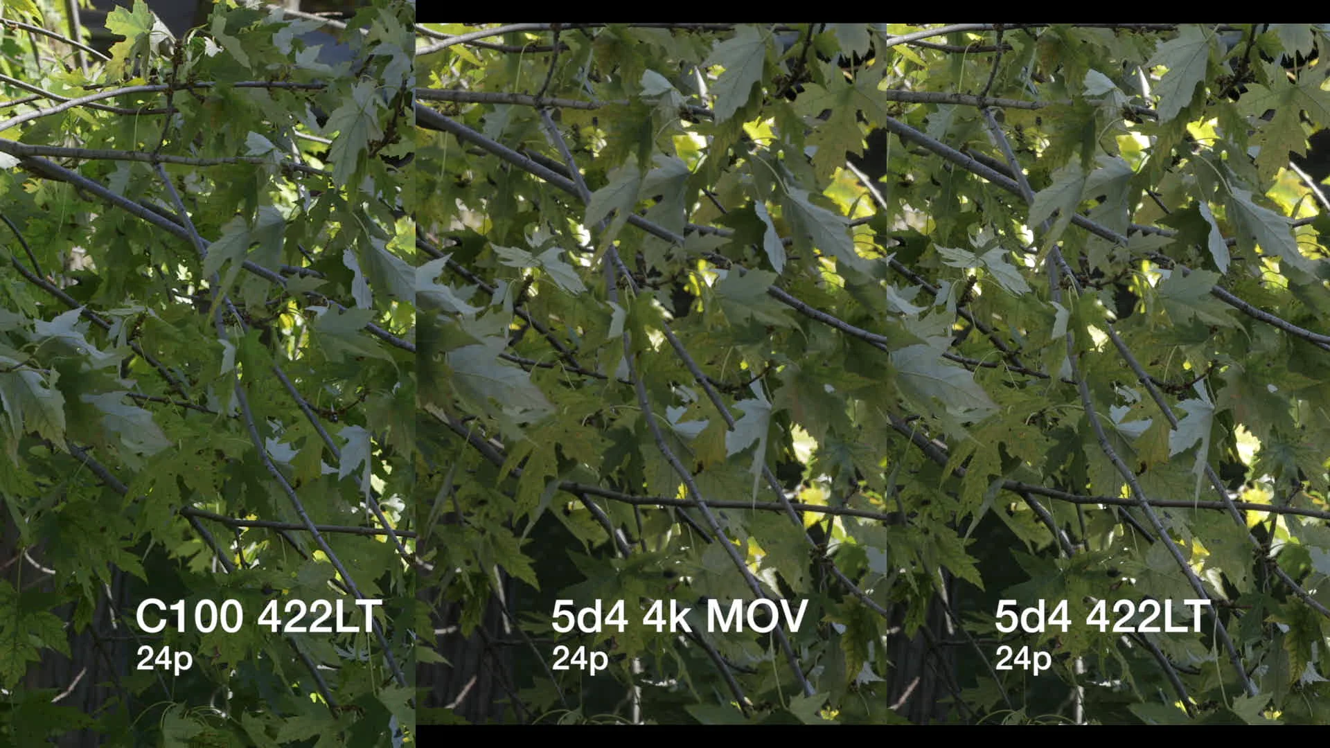 C100, 5D4 4K (dropped into a 1080p timeline), 5D Mark IV 1080P HDMI out to the Atomos Shogun, and HDR video comparrison