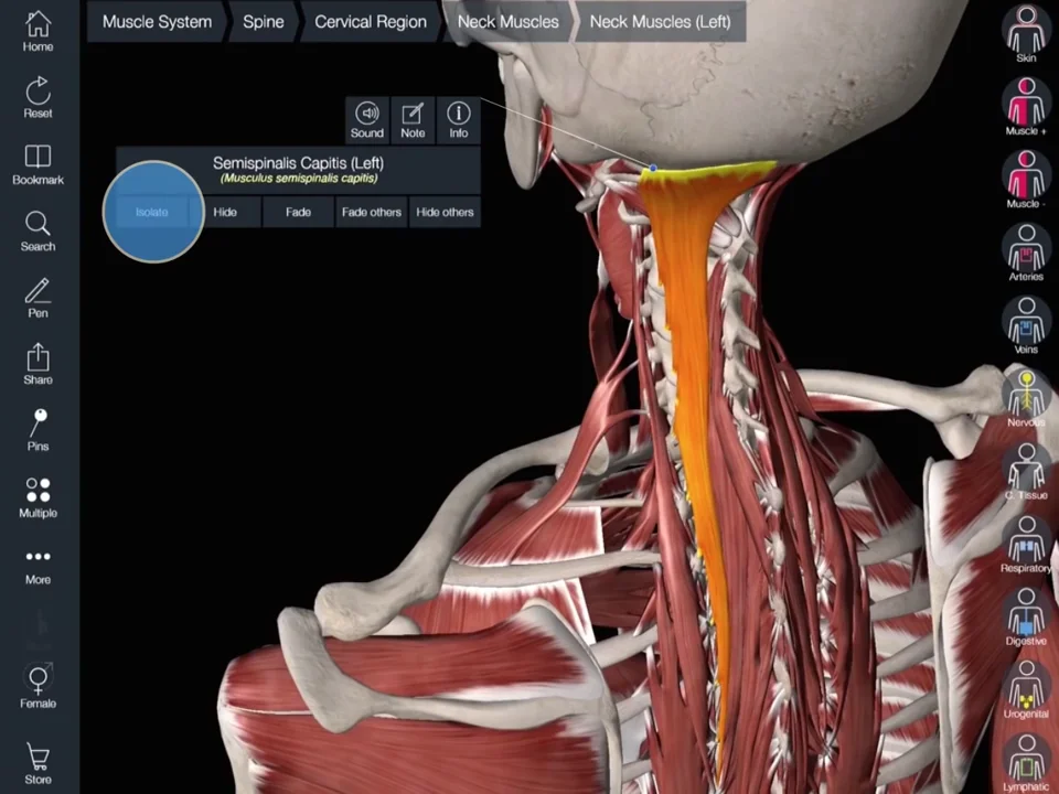 Essential anatomy