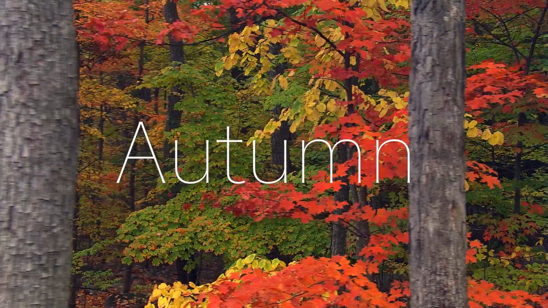 Autumn by Vermont