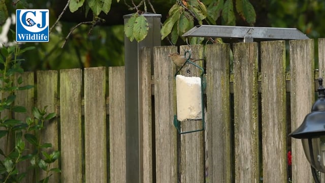 Insect Peanut Cake Tube (1 litre)