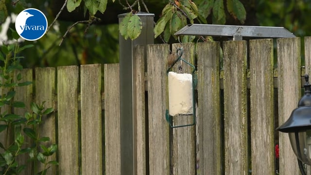 Cake aux cacahuètes avec vers de farine Vivara visitée par des oiseaux (10044) 