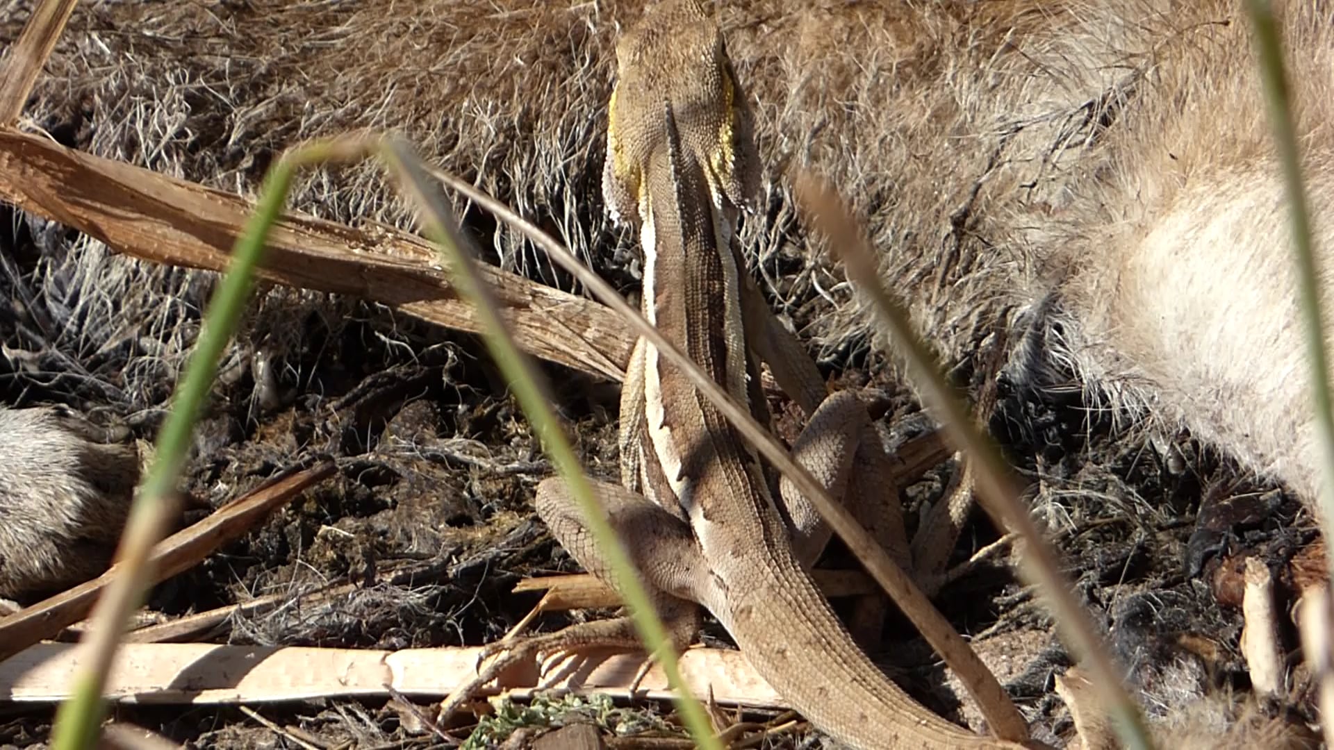 Ta Ta Lizard eating maggots. on Vimeo