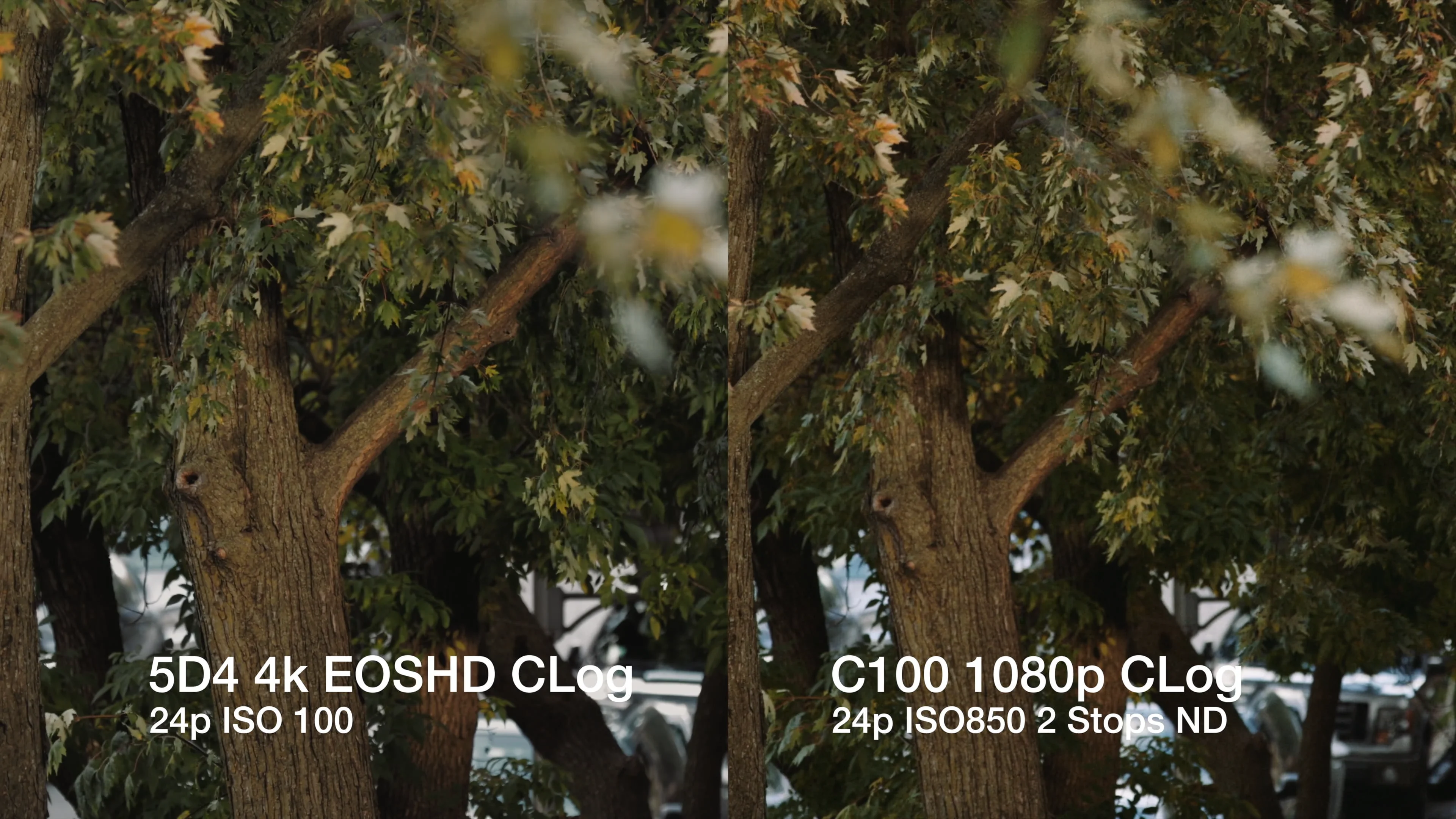 Test: C100 upscaled to 4k compared with the 5D Mark IV in 4k