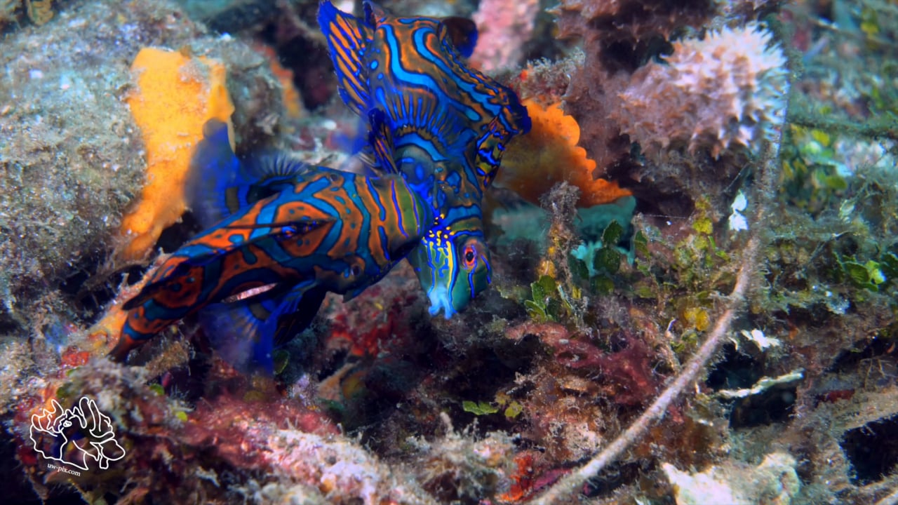 Critters of the Lembeh Strait | SEA WARS - Fighting Mandarin Fish