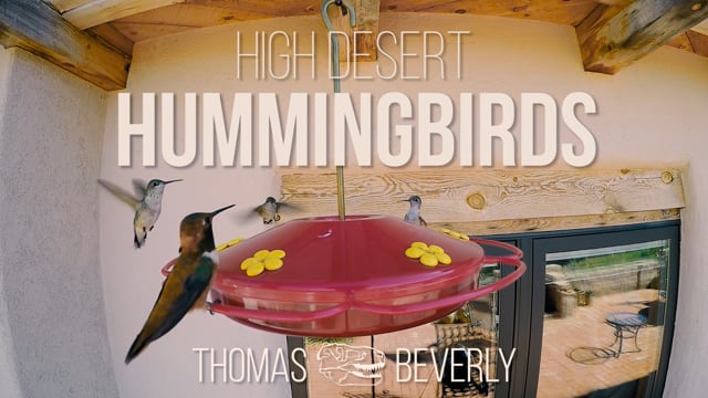 High Desert Hummingbirds | Wing Sound Effects Library Demo