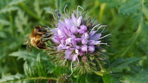 Drukte op de Phacelia