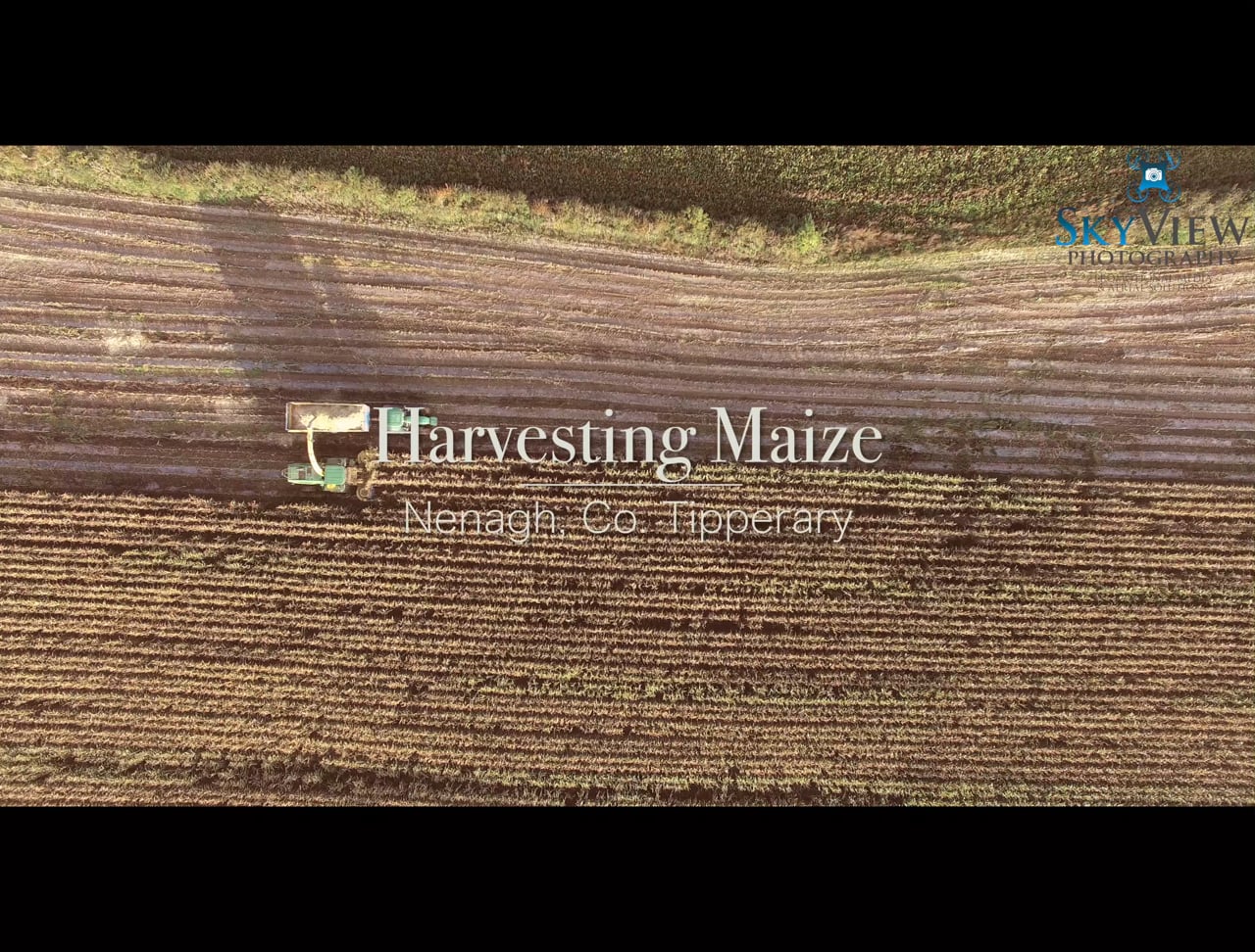 Harvesting Maize