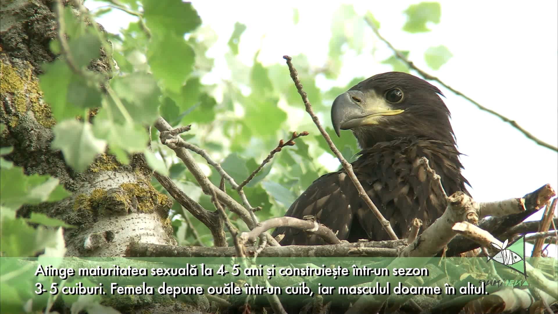 Despre Codalbul (Haliaeetus albicilla) Delta Dunarii - VideoGuide