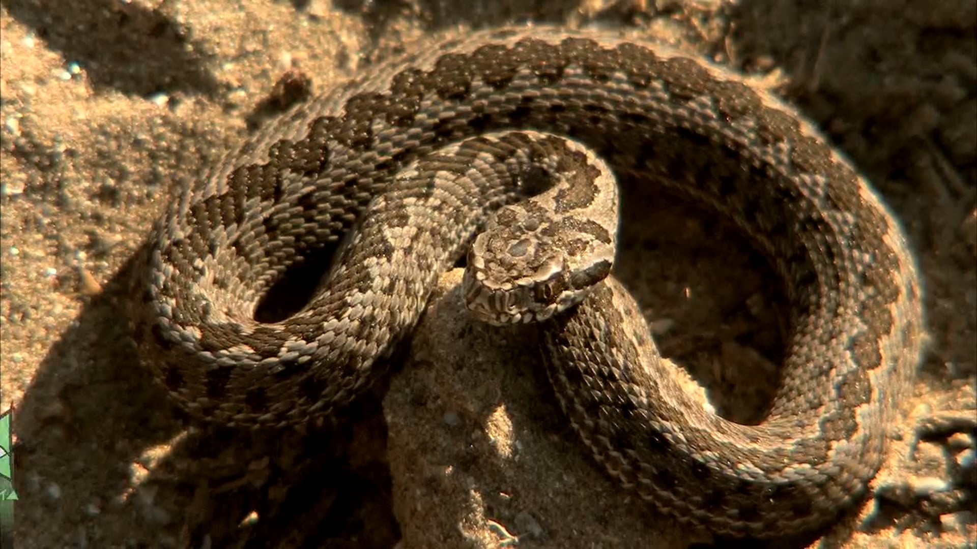 Despre Vipera de stepa (Vipera ursinii) Delta Dunarii - VideoGuide