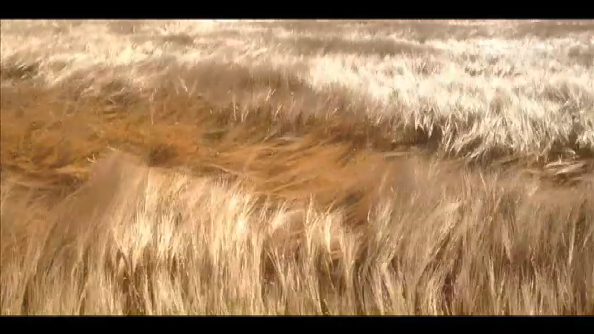 Wind Sound